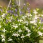 Lobelia – Techno Mix – 10″ Hanging Basket